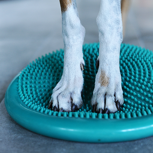 Balance Fitnesstraining für Hunde