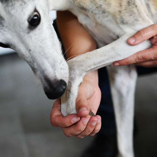 Hundephysiotherapie