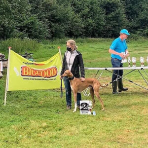 FiTforFunction_Coursing_Azawakh_2