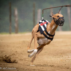 FitForFunction_Rennbahn_Azawakh_1