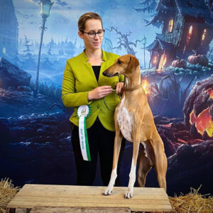 FitForFunction_Show_Azawakh_11