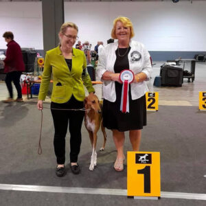 FitForFunction_Show_Azawakh_12