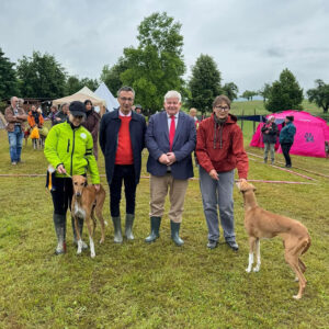 FitForFunction_Show_Azawakh_3