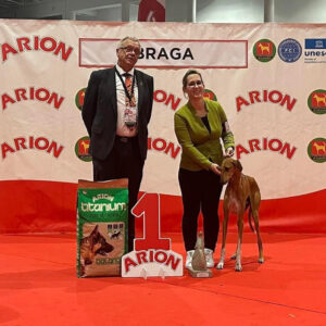 FitForFunction_Show_Azawakh_4