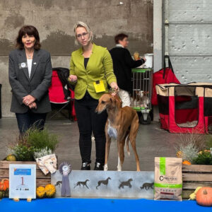 FitForFunction_Show_Azawakh_5