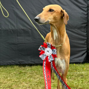 FitForFunction_Show_Azawakh_6