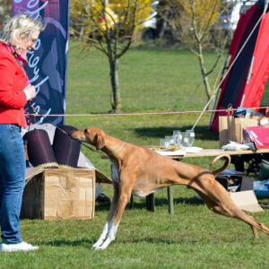 FitForFunction_Show_Azawakh_7