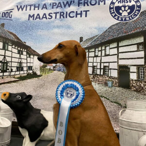 FitforFunction_Coursing_Azawakh_11