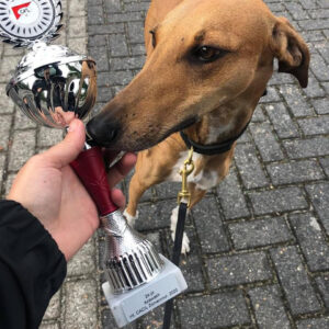 FitforFunction_Coursing_Azawakh_3