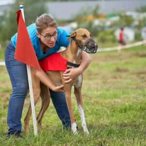 FitforFunction_Coursing_Azawakh_4