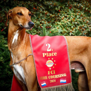 FitforFunction_Coursing_Azawakh_9