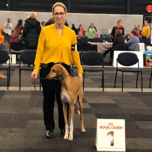 FitforFunction_Show_Azawakh_1