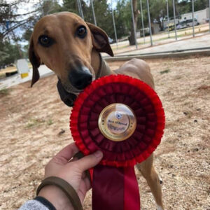 FitforFunction_Show_Azawakh_2